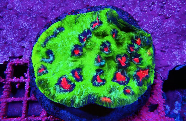 Super Bright Aquacultured Ultra Mycedium Chalice Mother Colony(Hand Picked Vibrant Color)SBAUMCMC092502 WYSIWYG