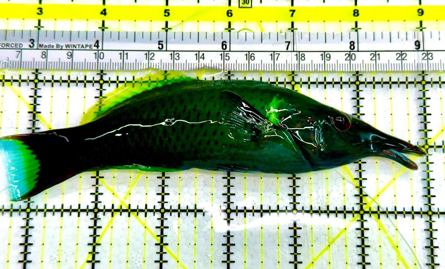 Green Bird Wrasse GBW041601 Size: XL 6.5" Approx