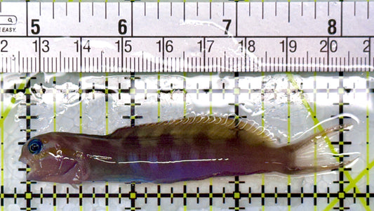 Golden Midas Blenny Africa GMBA120101 WYSIWYG Size: M 3"