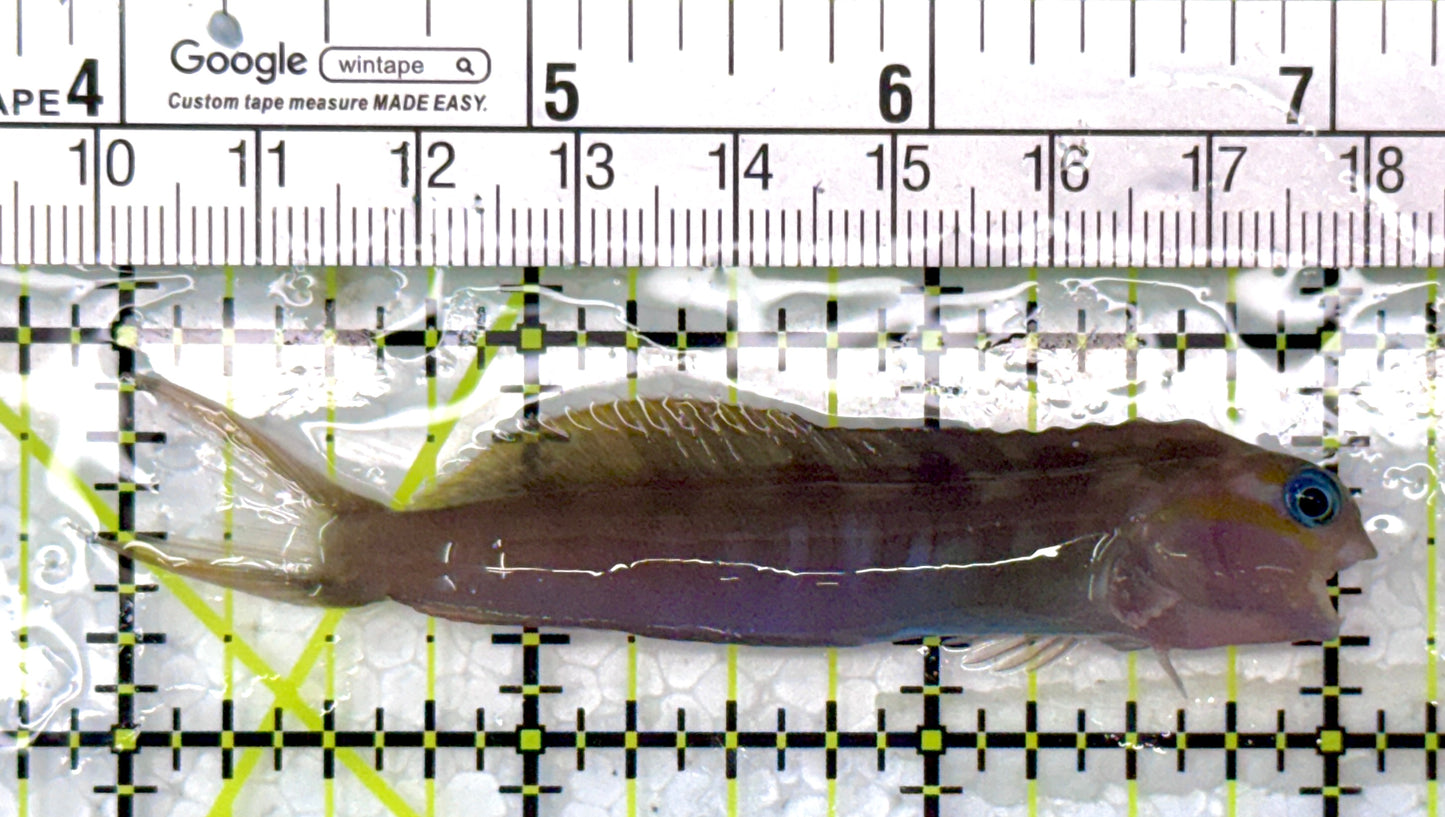 Golden Midas Blenny Africa GMBA120101 WYSIWYG Size: M 3"