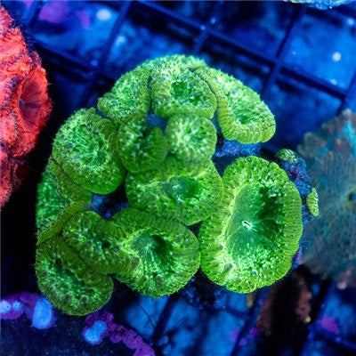 Neon Aussie Blastomussa Mother Colony NABMC093002 WYSIWYG