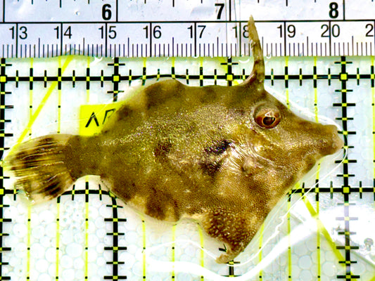 Aiptasia Eating Filefish AEF041601 WYSIWYG Size: M 3" Approx