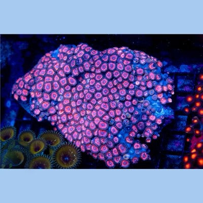 Aussie Pink Zoa Mother Colony APZMC093001 WYSIWYG