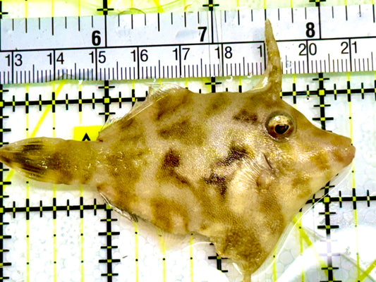 Aiptasia Eating Filefish AEF041602 WYSIWYG Size: M 3" Approx