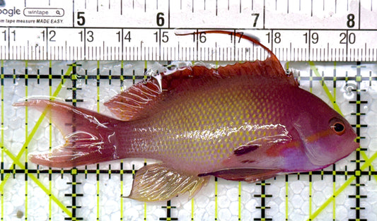 Male Lyretail Anthias (Maldives) MLA120102 WYSIWYG Size: L 3.5"