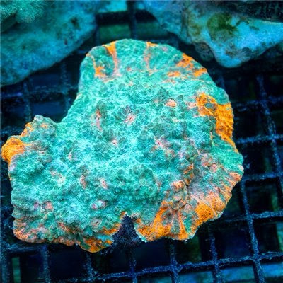 Indo Colorful Chalice Mother Colony ICCMC093001 WYSIWYG