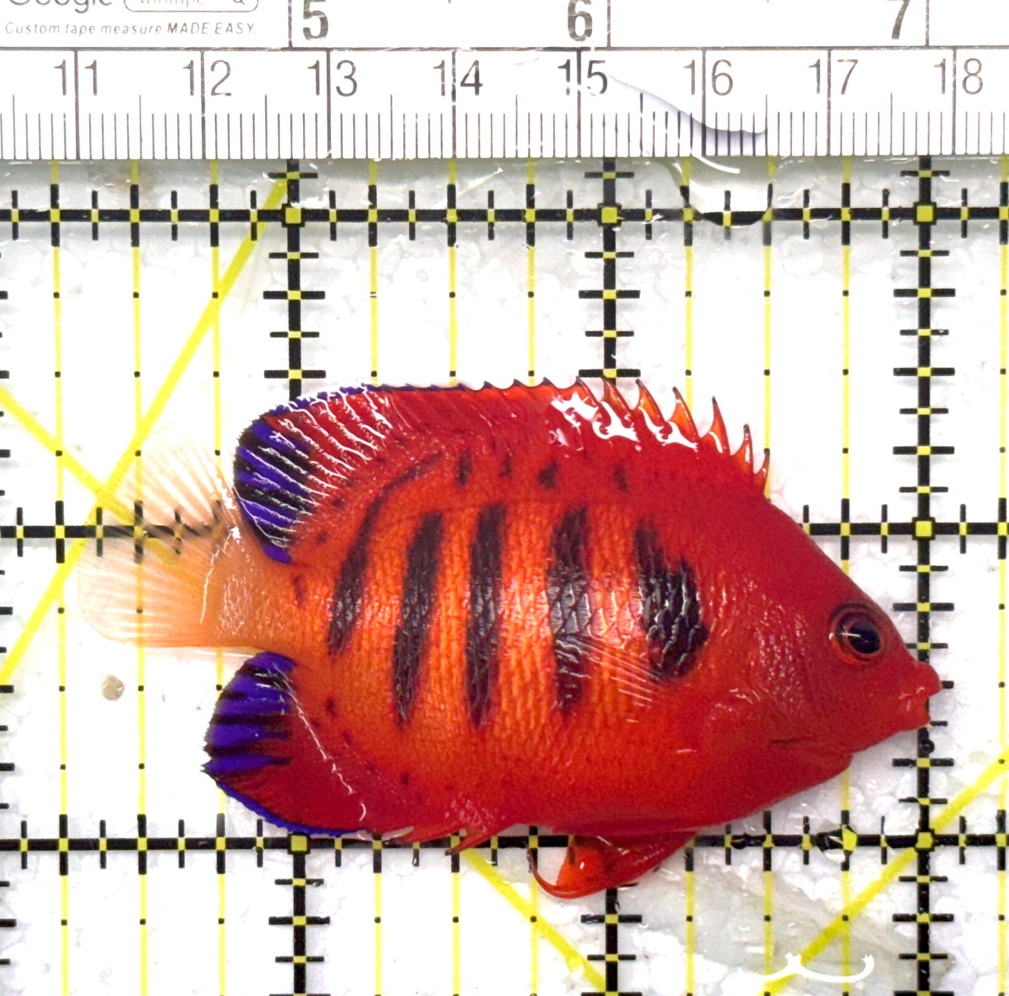 Flame Angelfish (Christmas Island, Super Red) FA120201 WYSIWYG Size: L 2.75" approx