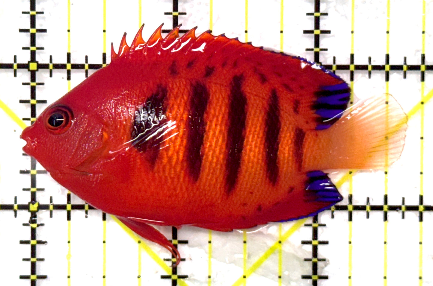 Flame Angelfish (Christmas Island, Super Red) FA120201 WYSIWYG Size: L 2.75" approx