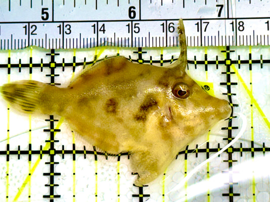 Aiptasia Eating Filefish AEF041603 WYSIWYG Size: M 3" Approx