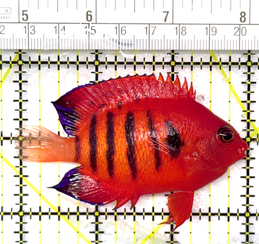 Flame Angelfish (Christmas Island, Super Red) FA120202 WYSIWYG Size: L 3" approx