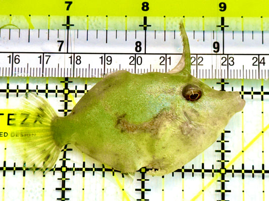 Aiptasia Eating Filefish AEF041604 WYSIWYG Size: M 2.75" Approx