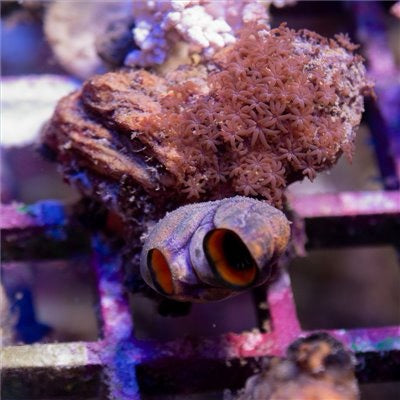 Unique Aussie Sea Squirt Mother Colony UASSMC093001 WYSIWYG