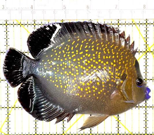 Goldflake Angelfish GA120201 WYSIWYG Size: XL 5.5" approx