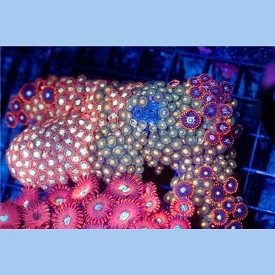 Indo Ultra Zoa Mother Colony IUZMC093001 WYSIWYG