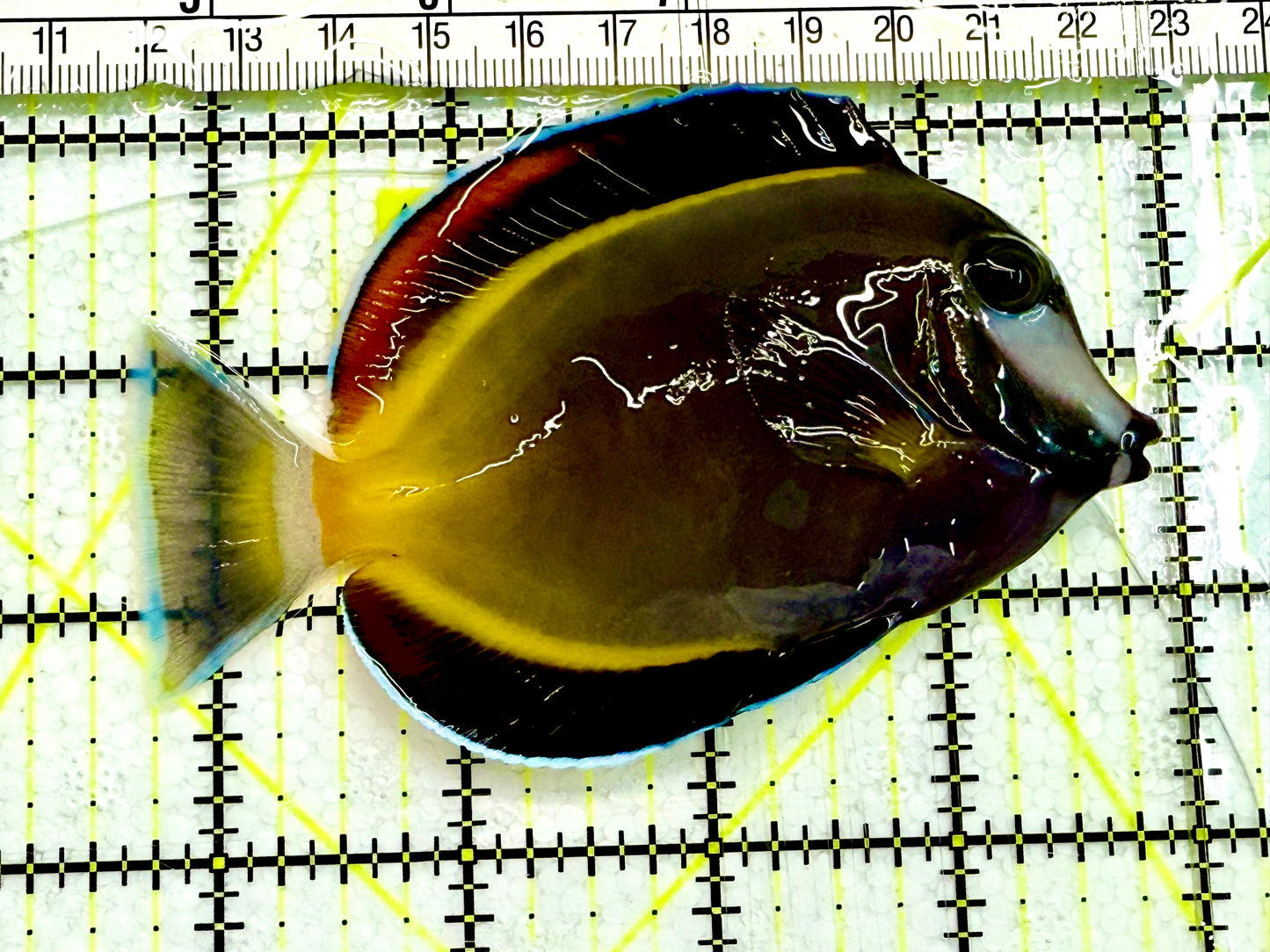 Powder Brown Tang PBT041602 WYSIWYG Size: M 4" Approx