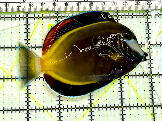 Powder Brown Tang PBT041602 WYSIWYG Size: M 4" Approx