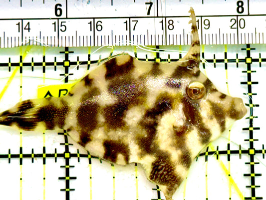 Aiptasia Eating Filefish AEF041605 WYSIWYG Size: M 2.75" Approx
