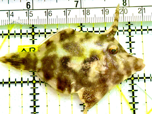 Aiptasia Eating Filefish AEF041606 WYSIWYG Size: M 3" Approx