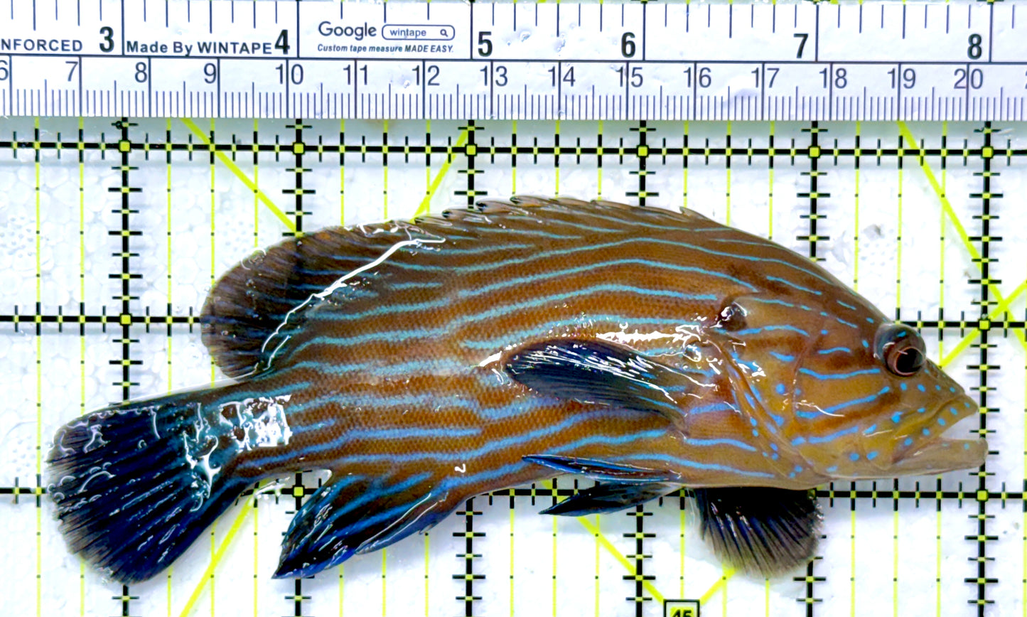 Blueline Grouper BG120101 WYSIWYG Size: XL 5.5"