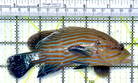 Blueline Grouper BG120101 WYSIWYG Size: XL 5.5"