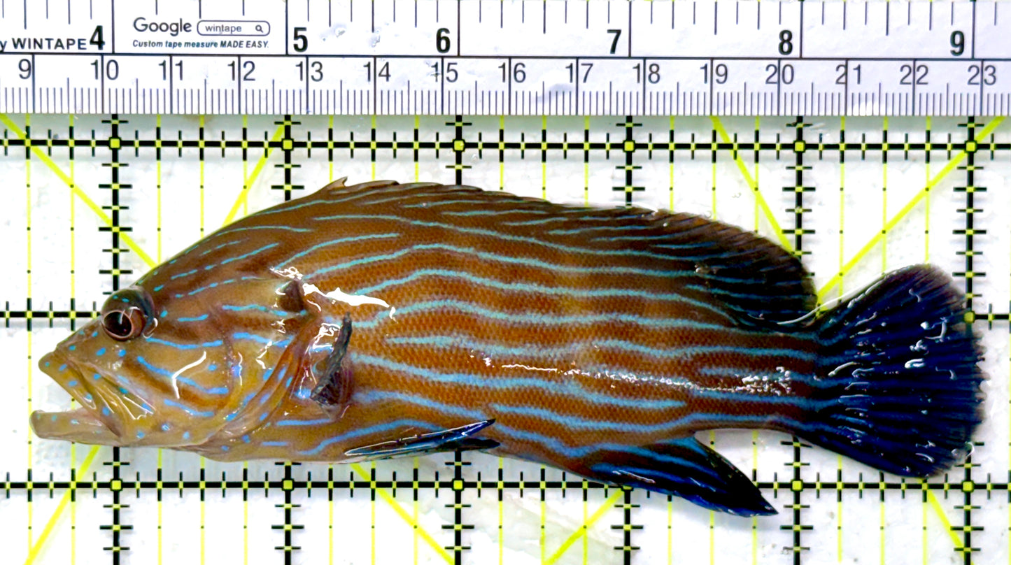 Blueline Grouper BG120101 WYSIWYG Size: XL 5.5"