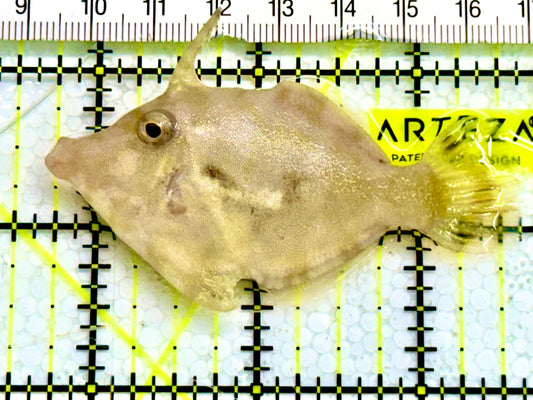 Aiptasia Eating Filefish AEF041607 WYSIWYG Size: M 2.75" Approx