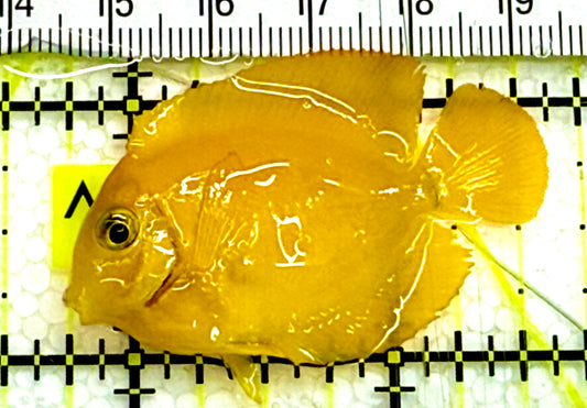 Yellow Mimic Tang ( Chocolate Tang When it is Adult) YMT041601 WYSIWYG Tiny: 2" Approx