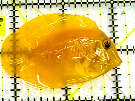 Yellow Mimic Tang ( Chocolate Tang When it is Adult) YMT041602 WYSIWYG S: 2.5" Approx