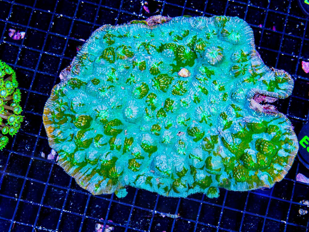 Aussie Neon Ice Green Ultra Chalice Mother Colony ANIGUCMC100701 WYSIWYG