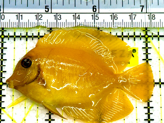Yellow Mimic Tang (Chocolate Tang When it is Adult) YMT041603 WYSIWYG Size: M 3" Approx