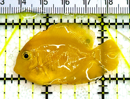 Yellow Mimic Tang ( Chocolate Tang When it is Adult) YMT041604 WYSIWYG Tiny: 2" Approx