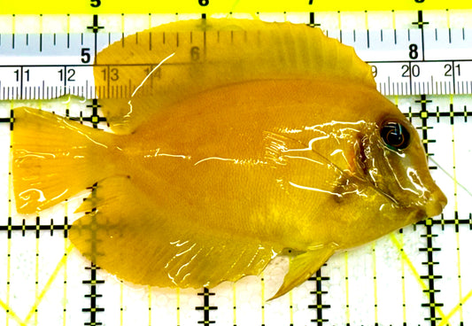 Yellow Mimic Tang (Chocolate Tang When it is Adult) YMT041605 WYSIWYG Size: M 3.5" Approx