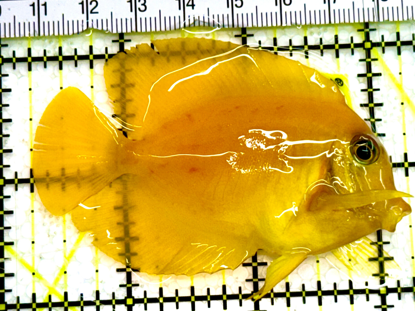 Yellow Mimic Tang ( Chocolate Tang When it is Adult) YMT041606 WYSIWYG S: 2.5" Approx