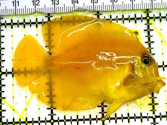 Yellow Mimic Tang ( Chocolate Tang When it is Adult) YMT041606 WYSIWYG S: 2.5" Approx