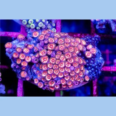 Indo Ultra Zoa Mother Colony IUZMC101303 WYSIWYG