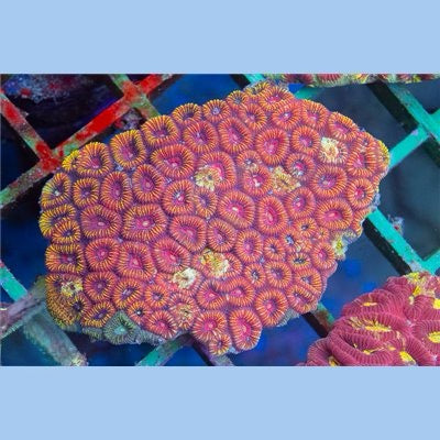 Aussie Ultra Favia Mother Colony AUFMC101301 WYSIWYG