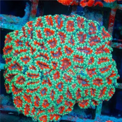 Aussie Acan Lordhowensis Mother Colony AALMC101301 WYSIWYG