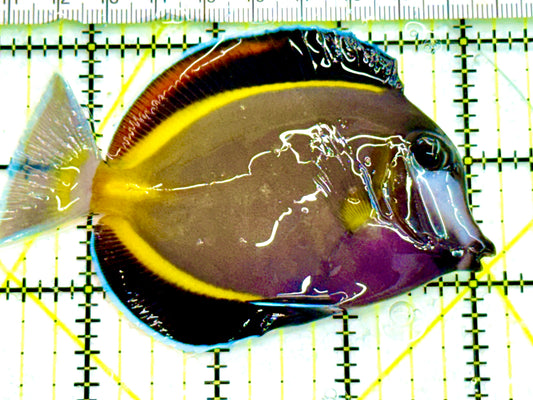 Powder Brown Tang PBT041605 WYSIWYG Size: M 4" Approx