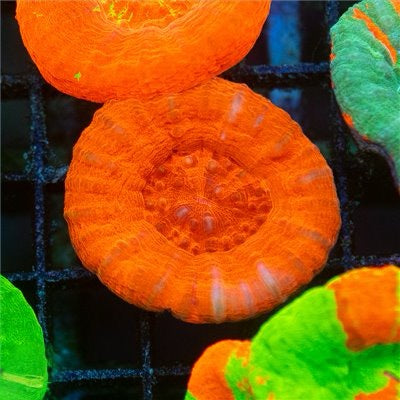 Aussie Ultra Scolymia Mother Colony AUSMC101301 WYSIWYG