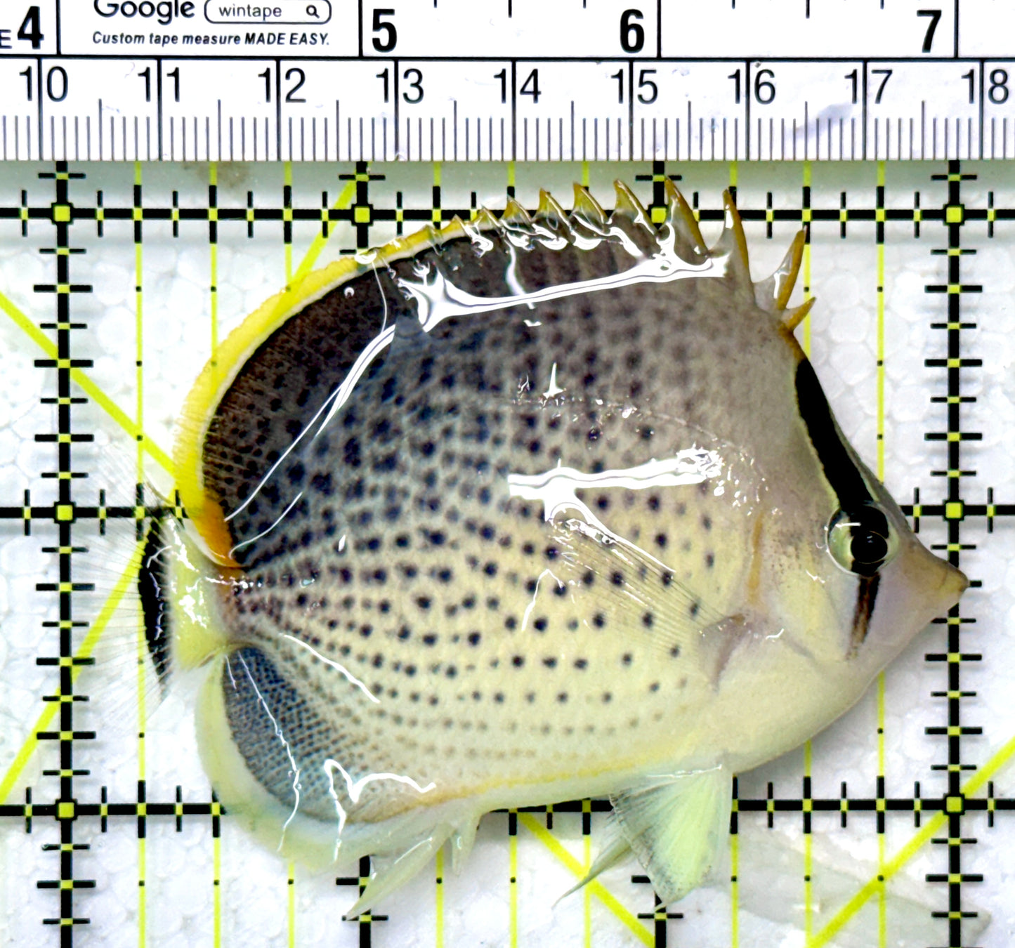 Peppered Butterflyfish Size: M 3" to 4" - Violet Aquarium 