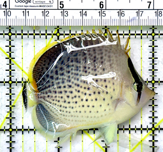 Peppered Butterflyfish Size: M 2" to 3" Approx