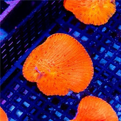 Aussie Diablo Diaseris (Hardy and Fraggable) Mother Colony ADDMC101301 WYSIWYG