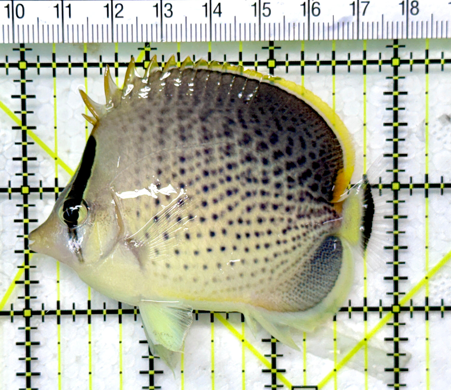 Peppered Butterflyfish Size: M 3" to 4" - Violet Aquarium 