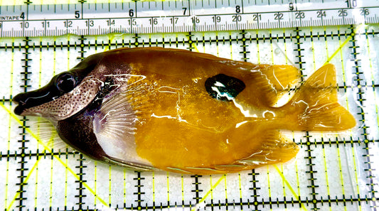 Onespot Foxface OSF041604 WYSIWYG Size: L 5.5" Approx