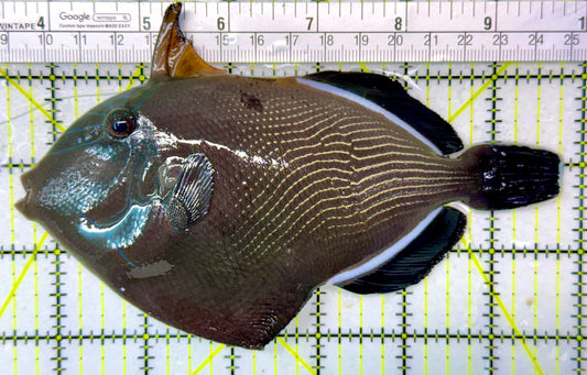 Black Triggerfish BT120201 WYSIWYG Size: XL 6.25"