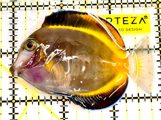 Powder Brown Tang PBT041606 WYSIWYG Size: S 3"