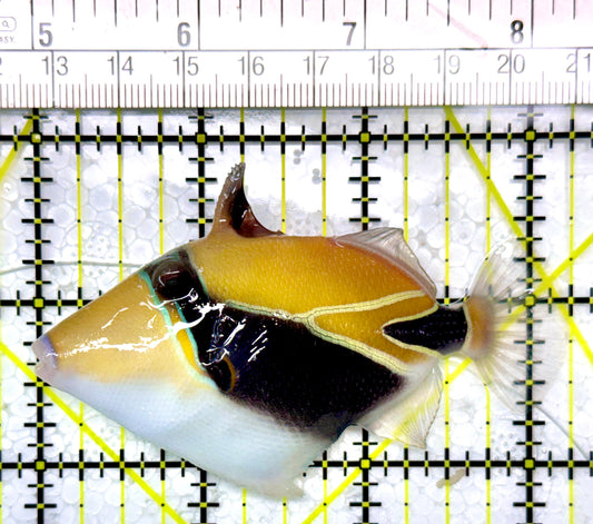 Rectangle Triggerfish RT120201 WYSIWYG Size: ML 3.25"