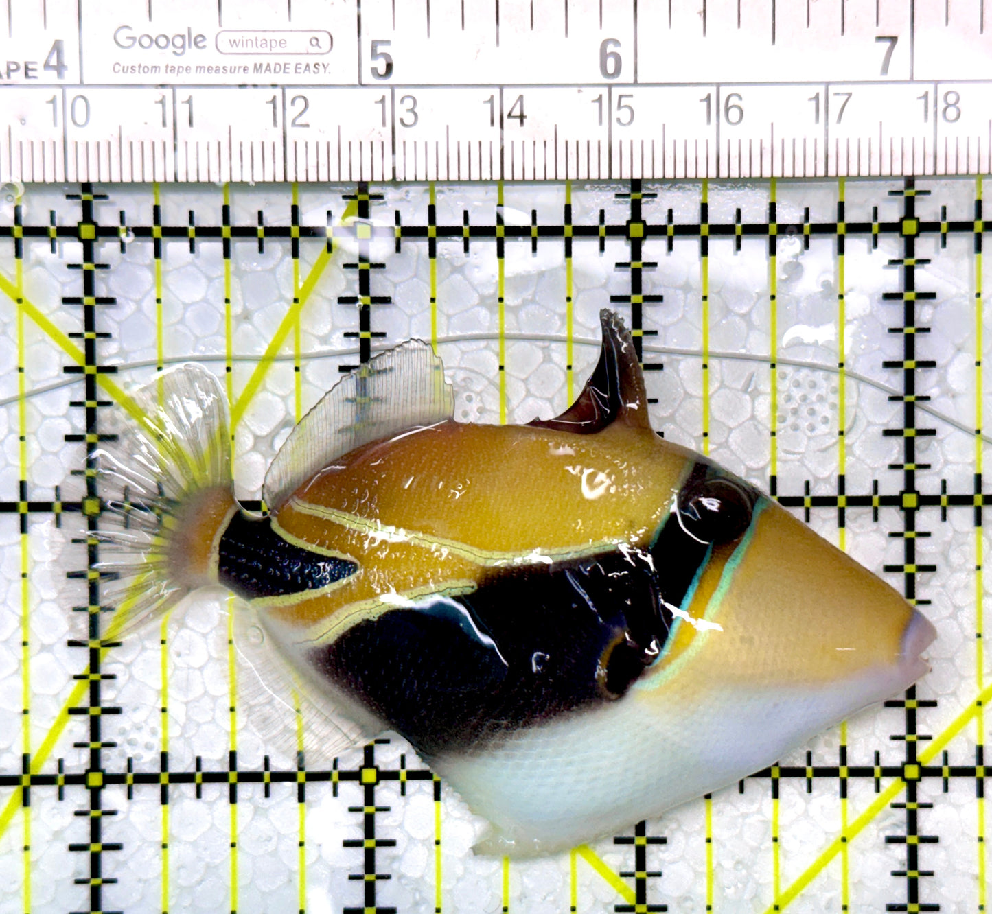 Rectangle Triggerfish RT120201 WYSIWYG Size: ML 3.25"