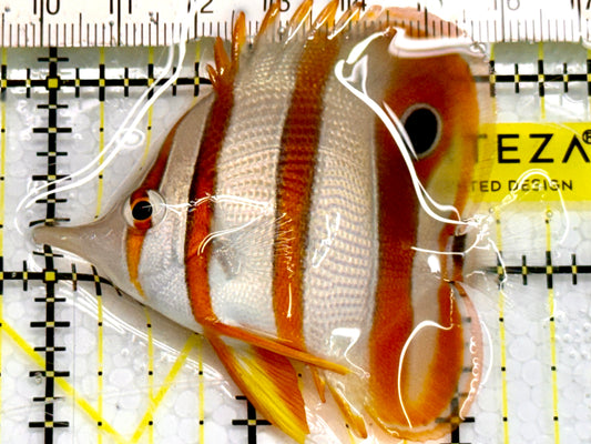 Copperband Butterflyfish CPB041603 WYSIWYG Size: M 2.5" Approx