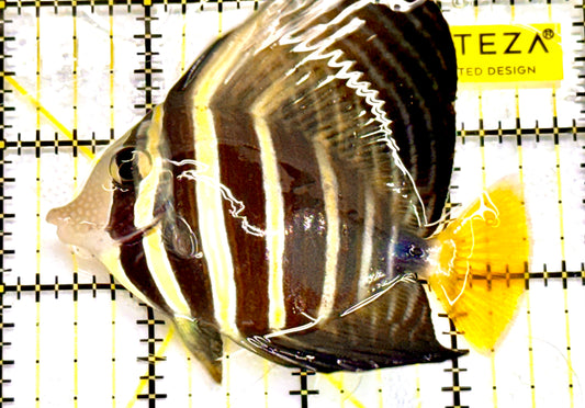 Sailfin Tang ST041802 WYSIWYG Size: 3.5" Approx